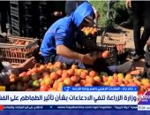 الزراعة: الطماطم المتداولة آمنة ولا صحة لشائعات الفشل الكلوى