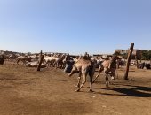 جولة داخل سوق الجمال بمدينة دراو بمحافظة أسوان.. تفاصيل مهمة عن البيع والشراء.. فيديو