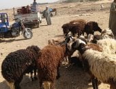 لو هتضحى.. معلومات مهمة لازم تعرفها من داخل سوق أسوان للأغنام والخراف