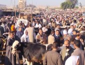 زحام في سوق المواشي ببنها قبل عيد الأضحى.. تنوع فى المعروض من الأبقار والجاموس والجمال يتيح فرصة ذهبية للمضحين.. وأضخم عجل يبهر الجميع والكل يلتف حوله.. والقائم على السوق: تنظيم سوق إضافى قبل العيد.. فيديو