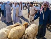 أسعار الأضاحى بسوق الإثنين بالجوره فى الشيخ زويد مع اقتراب عيد الأضحى