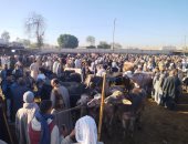 زحام كبير فى سوق المواشى ببنها قبل 3 أسابيع من عيد الأضحى.. فيديو