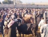 ربنا يحمي المال.. أضخم عجل في سوق المواشي ببنها يبهر الجميع.. فيديو وصور