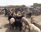 اختار أضحيتك.. جولة فى سوق الأغنام والخراف بقرية الكاجوج في أسوان (فيديو)