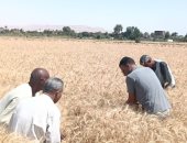 وداعا شهر الحصاد.. متى ينتهى شهر "برمودة" رسميا؟