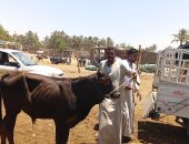 استقرار أسعار الأضاحى فى سوق دراو بأسوان قبل عيد الأضحى.. فيديو وصور