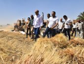 محافظ أسيوط  205 آلاف فدان مزروعة بالقمح هذا العام 