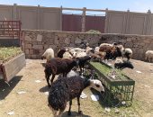 اختار أضحيتك.. جولة فى سوق الأغنام والخراف بحاجر آدفو في أسوان .. فيديو وصور 