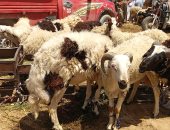 الخروف يبدأ من 5 آلاف جنيه.. إزاى تختار أضحيتك من سوق بوير للأغنام فى أسوان.. فيديو وصور