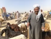الحق اشتري الأضحية.. زحام في سوق الإثنين للأغنام بأسوان.. فيديو