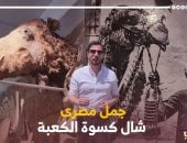 الجمل اللى شال كسوة الكعبة.. المصريون عاملوه كملك وبكوا عليه بعد موته (فيديو)