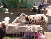 أشهرها البرديسي والبلدي.. تعرف على نصائح تجار الأغنام بأسوان لشراء خروف العيد.. فيديو وصور