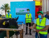 توزيع 50 ألف كيلو لحوم أضاحى و50 عجل بلدى للأسر بالشرقية خلال عيد الأضحى