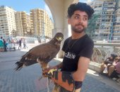 عصام يهوى تربية الطيور الجارحة.. يتجول بـ"عقاب" على كورنيش الإسكندرية.. فيديو