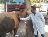 تحصين 170 ألف رأس ماشية وتعقيم 1254 كلبا حرا ضمن جهود الطب البيطرى فى الجيزة