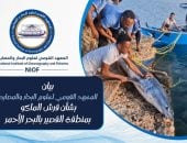 المعهد القومي لعلوم البحار والمصايد ينتقد ما تعرض له قرش القصير: غير علمى