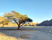 وادى حلوس.. متحف مفتوح للطبيعة الخلابة فى قلب الصحراء الشرقية.. يحتوى على رسومات ما قبل التاريخ وأشجار الأكاسيا تنمو بمجرى السيول به.. ويمنح الرعاة ملاذا آمنا أثناء رحلاتهم بين الدروب الجبلية.. صور