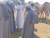 من سوق الجمال بأسوان.. تعرف على أسعار الأضاحى هذا العام.. فيديو وصور