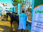 دار الإفتاء والأورمان تطلقان حملة للتوعية بصك الأضاحى 