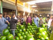 جبال البطيخ تزين سوق الجملة ببنها.. مزادات يوميا والطبلة والرق شعار تجميع التجار.. الحبة من 5 لـ75 جنيها حسب الحجم والنوع.. وصنف "الجيزة" يتألق فى الصدارة.. والشباب: الكل بياكل عيش فى الموسم.. فيديو وصور