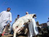 قبل عيد الأضحى.. انتعاش حركة أسواق الضأن بالجيزة
