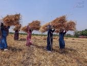 الدهب الأصفر نور الغيطان.. حصاد محصول القمح فى الجيزة