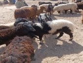 جولة بأسواق الأضاحي فى أسوان.. فيديو وصور