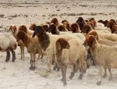 البيئة السعودية: مراعاة الإرشادات البيطرية لاختيار الأضاحي تحمي الصحة العامة