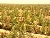 وادى الياقوت الأخضر بالوادى الجديد أكبر مشروع لإنتاج زيوت محركات الطائرات والوقود الحيوي ومستحضرات التجميل.. زراعة 15 ألف فدان بأشجار الجوجوبا عالية القيمة الاقتصادية.. وإنتاجها يباع بالعملة الصعبة.. صور