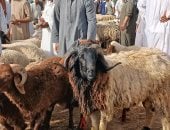لو لسه هتضحى.. علامات تكشف الأضحية السليمة من المغشوشة
