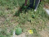 وزارة الزراعة تكشف حقيقة شكوى مزارع بطيخ فى بلطيم