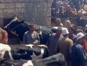 وزنه 920 كيلو.. شاهد أكبر عجل في سوق مواشى كفر الشيخ