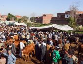 زحام شديد فى أسواق الماشية قبل أيام من عيد الأضحى