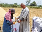 الدهب نور الغيطان.. محصول القمح يزين الحقول