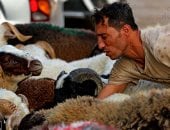 قبل اقتراب العيد.. الخروف البلدى ملك الأضاحى فى شوادر القاهرة والجيزة