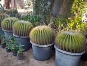 مزرعة صبار بقرية الجبيل فى طور سيناء تضم 250 نوعا وتخدم القطاع السياحى.. صور وفيديو