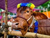 تفسير حلم ذبح الأضحية.. رغبة فى التحرر وتوتر داخلى