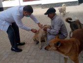محافظ الدقهلية يتابع جهود الطب البيطري لتحصين الكلاب الضالة ضد مرض السعار