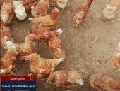 انخفاض سعر كرتونة البيض 10 جنيهات فى يوم واحد.. شعبة الدواجن تكشف التفاصيل