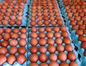طرح كميات كبيرة من البيض والدواجن بالأسواق.. صور