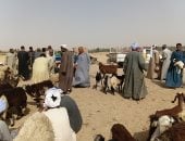 إقبال ملحوظ من المواطنين بأسوان شراء الخراف قبل عيد الأضحي.. صور