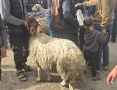 متحدث وزارة الزراعة فى غزة: سعر خروف الأضحية تجاوز الـ 5 آلاف دولار