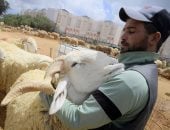 الجفاف سر ارتفاع أسعار أضاحى العيد فى شمال أفريقيا
