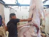 مديرية الطب البيطرى بالإسكندرية تكثف استعداداتها لاستقبال أضاحى العيد.. وتؤكد: تجهيز 3 مجازر حكومية للذبح بالمجان.. ومنع الإجازات وزيادة أعداد الأطباء البيطريين مع توفير مستلزمات الأختام.. صور