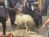 سعر خروف الأضحية في غزة يسجل أكثر من ربع مليون جنيه مصرى