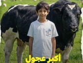 الطفل خالد صيام يستعرض أضخم العجول على السوشيال ميديا فى فيديو جديد قبل العيد