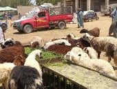 زحام بأسواق الأضاحى فى أسوان قبل عيد الأضحى واستقرار الأسعار