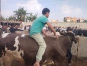وزنه طن.. أضخم أضحية فى سوق المواشى ببنها قبل عيد الأضحى.. فيديو وصور