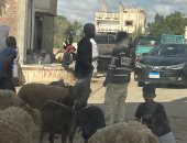 أسواق الأضاحى بشمال سيناء تواصل نشاطها حتى غروب الشمس