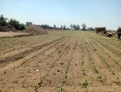 الذرة.. المحصول الاستراتيجى الأول للفلاح فى المنوفية خلال فترة الصيف